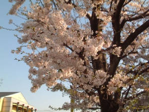 Cherry blossom-Spring time in Japan