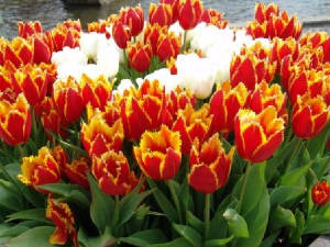 Nabana's Tulips