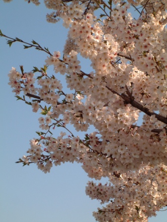 Cherry Blossom 2